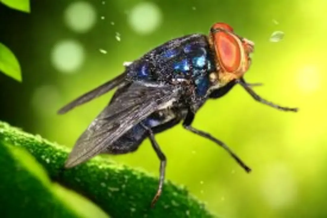 Cochliomyia hominivorax