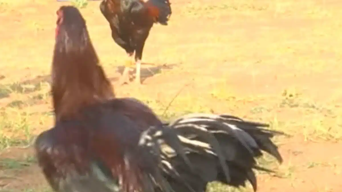 Sankranti Cockfight